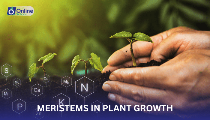 Lesson 19: Role of Meristems in Plant Growth